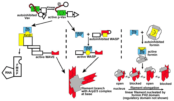 Figure 1: Actin regulation by Arp2/3 complex and formins...